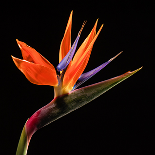 Fleur africaine © Francis Barrier